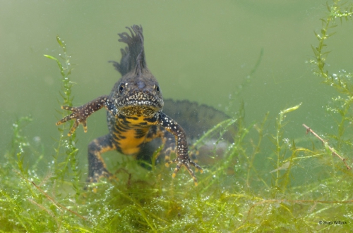 milieu-Kamsalamander 01.jpg