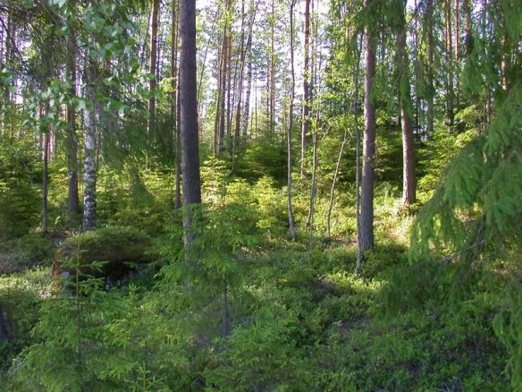 Finland-Woods-Green-DSCN3695-800x600