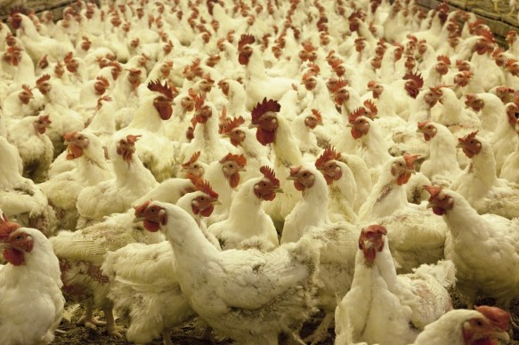poultry_farm_chickens_agriculture_animals_eggs_rural_birds_white-564042.jpg!d