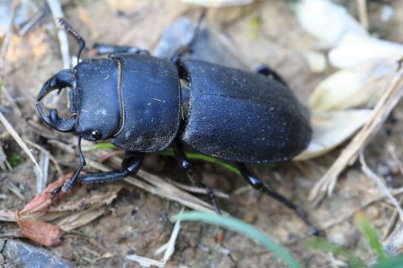 800px-Balkenschröter_Dorcus_parallelipipedus_male_1106