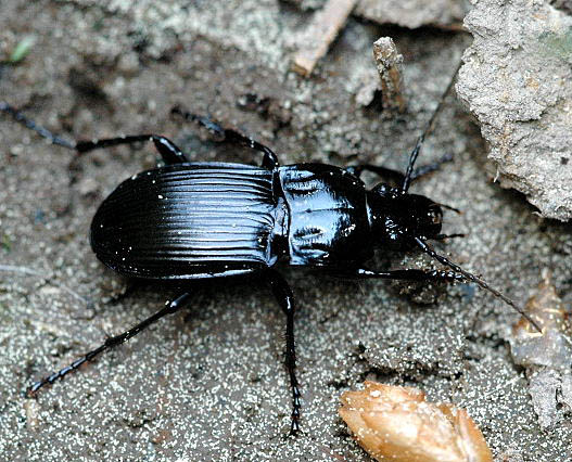 Abax.parallelepipedus