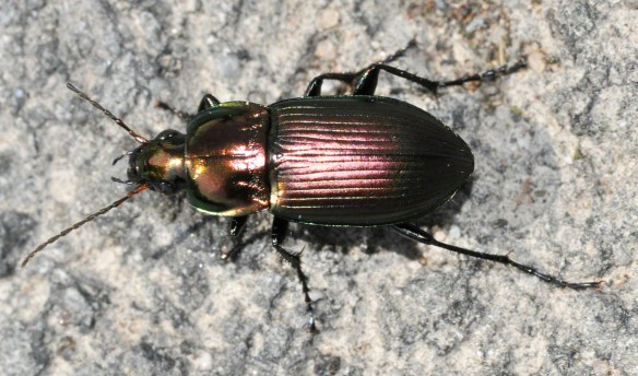 Poecilus-versicolor-01-fws